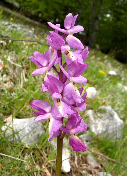 Orchis colemanii - variazioni cromatiche